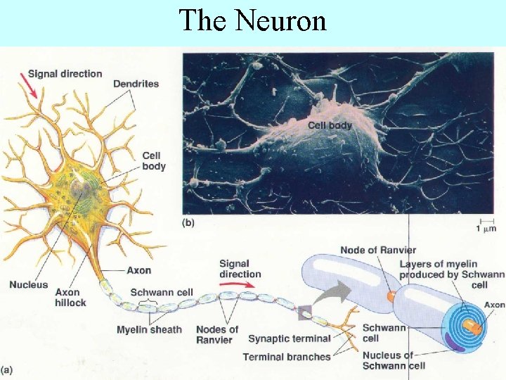 The Neuron 