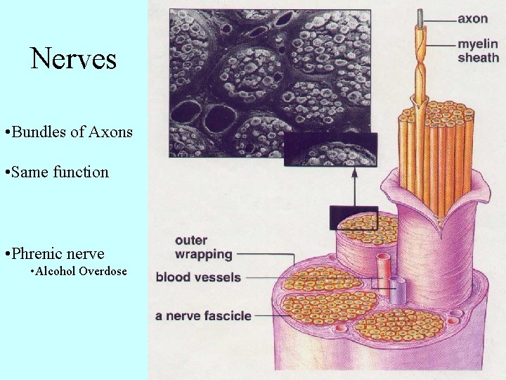 Nerves • Bundles of Axons • Same function • Phrenic nerve • Alcohol Overdose