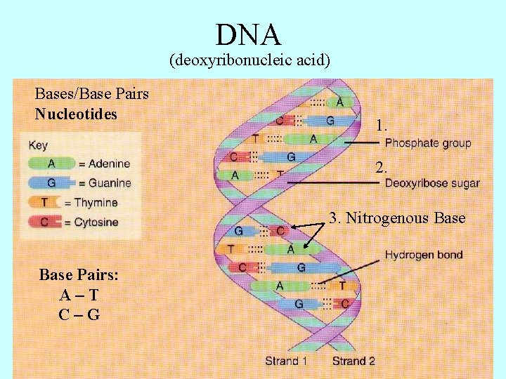 DNA (deoxyribonucleic acid) Bases/Base Pairs Nucleotides 1. 2. 3. Nitrogenous Base Pairs: A–T C–G