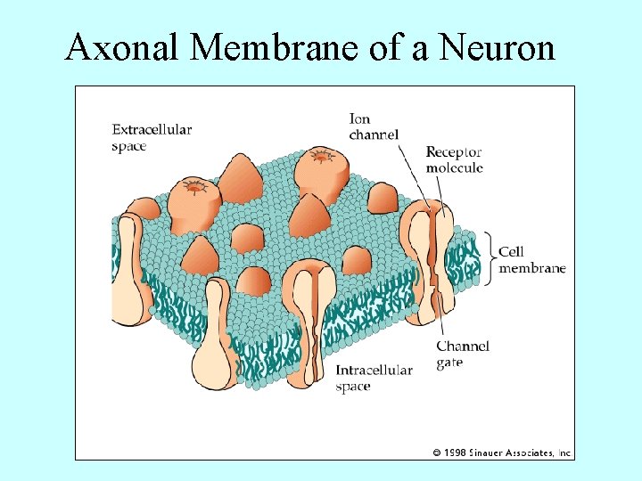 Axonal Membrane of a Neuron 