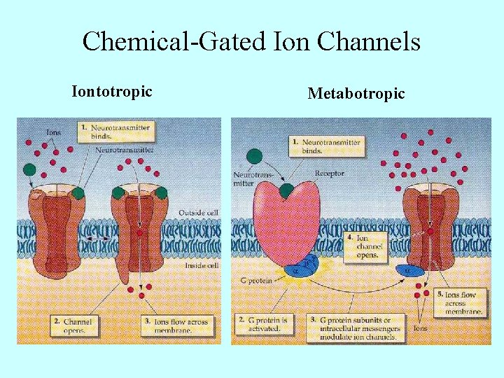 Chemical-Gated Ion Channels Iontotropic Metabotropic 