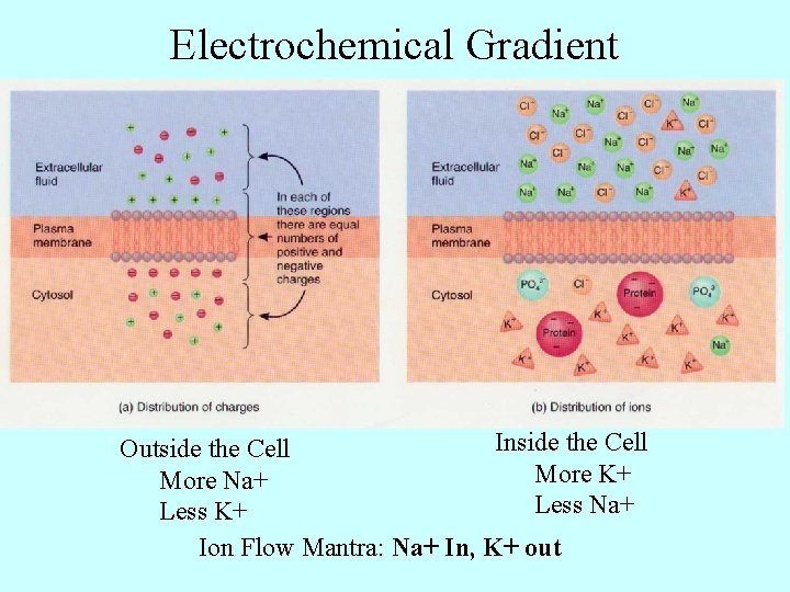 Electrochemical Gradient Inside the Cell Outside the Cell More K+ More Na+ Less K+