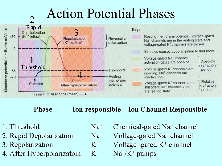 2 Action Potential Phases Rapid 3 1 Threshold Phase 4 Ion responsible 1. Threshold