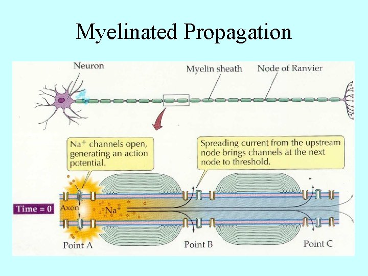 Myelinated Propagation 