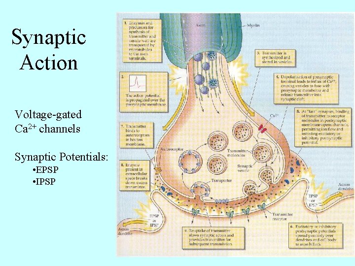 Synaptic Action Voltage-gated Ca 2+ channels Synaptic Potentials: • EPSP • IPSP 