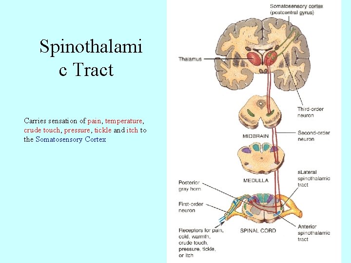 Spinothalami c Tract Carries sensation of pain, temperature, crude touch, pressure, tickle and itch