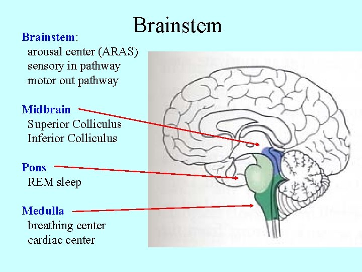 Brainstem: arousal center (ARAS) sensory in pathway motor out pathway Midbrain Superior Colliculus Inferior