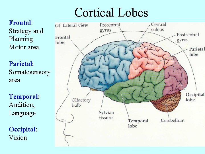 Frontal: Strategy and Planning Motor area Parietal: Somatosensory area Temporal: Audition, Language Occipital: Vision