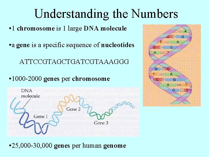 Understanding the Numbers • 1 chromosome is 1 large DNA molecule • a gene