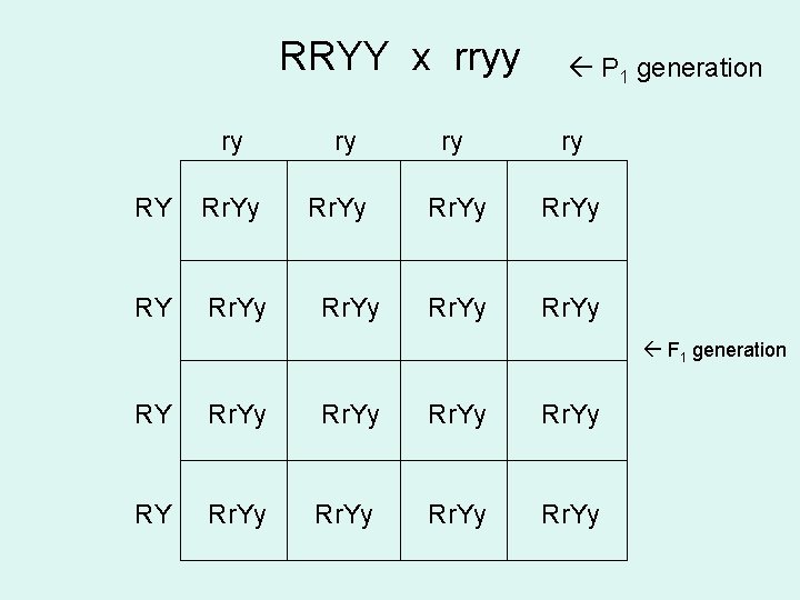 RRYY x rryy ry RY Rr. Yy ry Rr. Yy P 1 generation ry RRYY x rryy ry RY Rr. Yy ry Rr. Yy P 1 generation ry