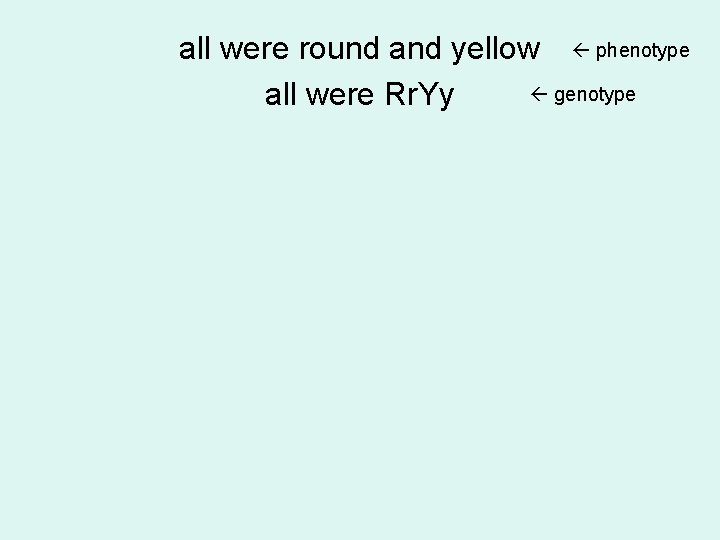 all were round and yellow phenotype genotype all were Rr. Yy 