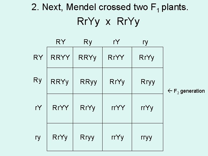 2. Next, Mendel crossed two F 1 plants. Rr. Yy x Rr. Yy RY
