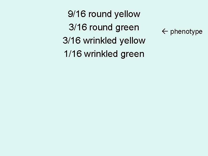 9/16 round yellow 3/16 round green 3/16 wrinkled yellow 1/16 wrinkled green phenotype 9/16 round yellow 3/16 round green 3/16 wrinkled yellow 1/16 wrinkled green phenotype