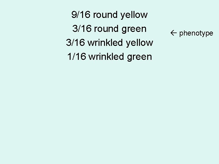 9/16 round yellow 3/16 round green 3/16 wrinkled yellow 1/16 wrinkled green phenotype 