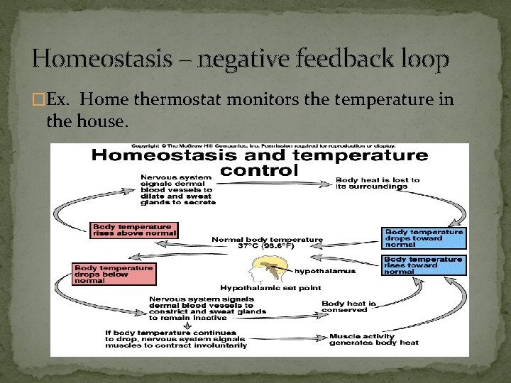 Homeostasis – negative feedback loop �Ex. Home thermostat monitors the temperature in the house.
