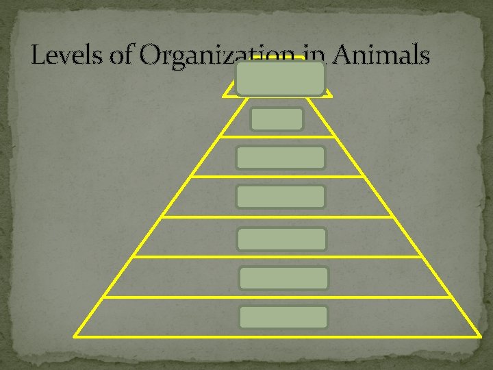 Levels of Organization Organin Animals system organ tissue cell organelle molecule atoms 