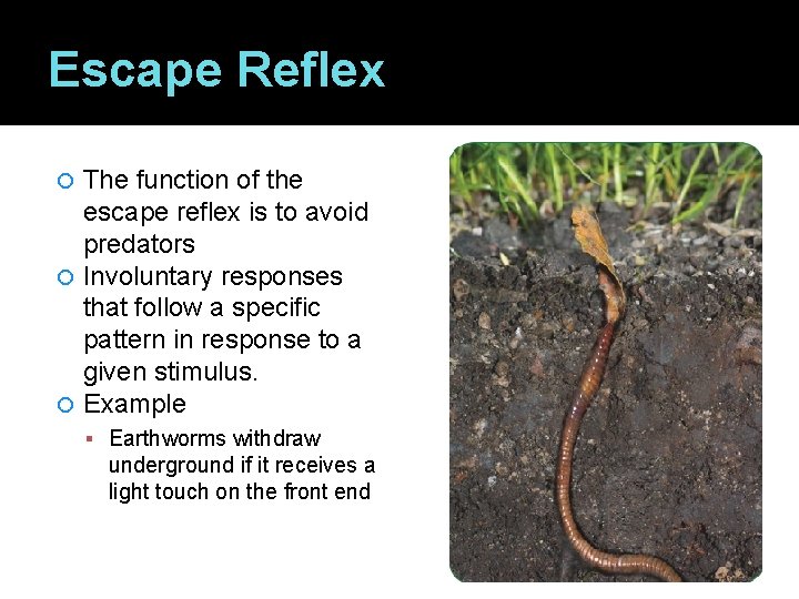 Escape Reflex The function of the escape reflex is to avoid predators Involuntary responses