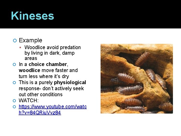 Kineses Example Woodlice avoid predation by living in dark, damp areas In a choice