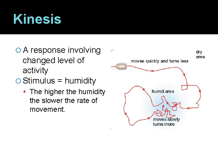 Kinesis A response involving changed level of activity Stimulus = humidity The higher the