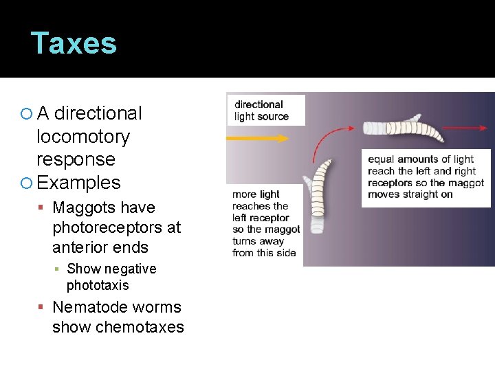 Taxes A directional locomotory response Examples Maggots have photoreceptors at anterior ends ▪ Show