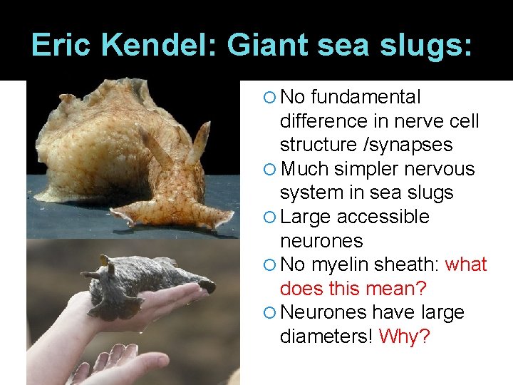 Eric Kendel: Giant sea slugs: No fundamental difference in nerve cell structure /synapses Much