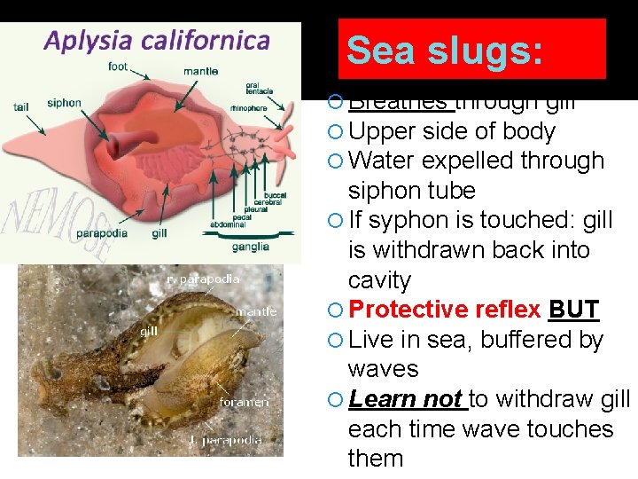 Sea slugs: Breathes through gill Upper side of body Water expelled through siphon tube