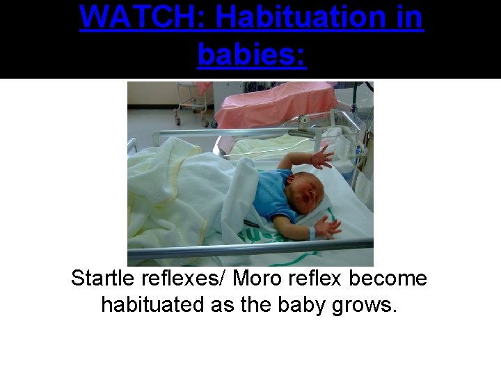 WATCH: Habituation in babies: Startle reflexes/ Moro reflex become habituated as the baby grows.