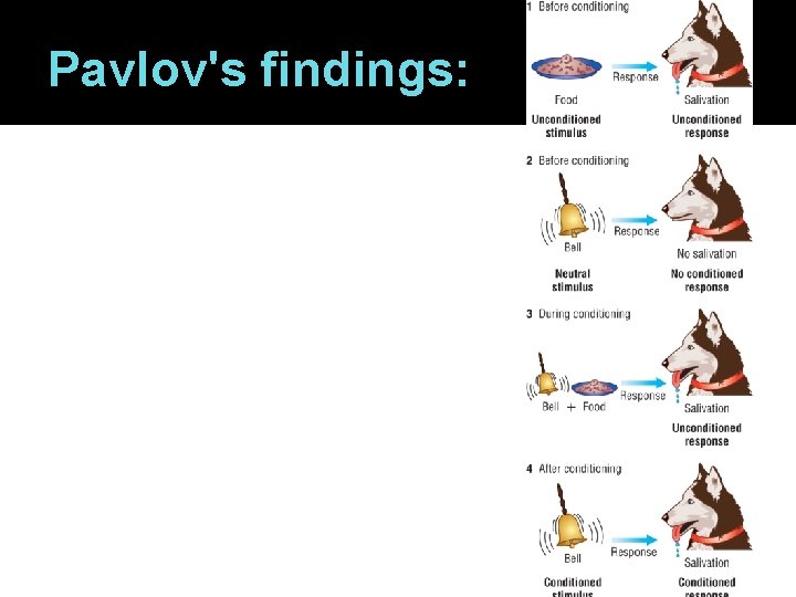Pavlov's findings: 