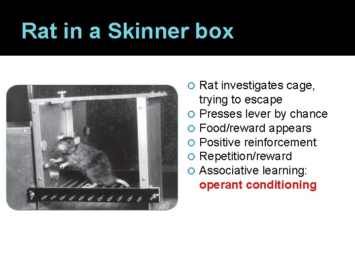 Rat in a Skinner box Rat investigates cage, trying to escape Presses lever by