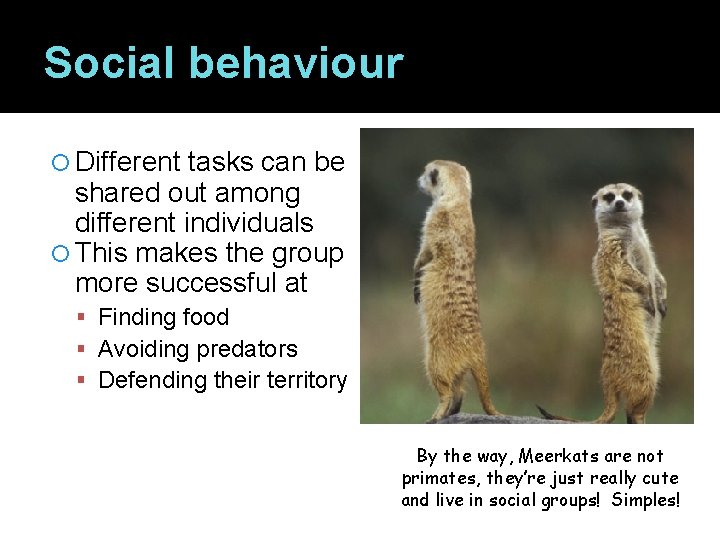 Social behaviour Different tasks can be shared out among different individuals This makes the