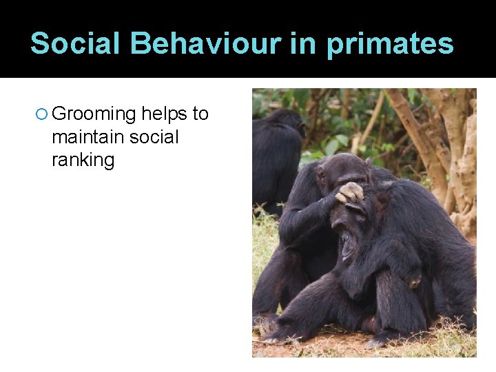 Social Behaviour in primates Grooming helps to maintain social ranking 