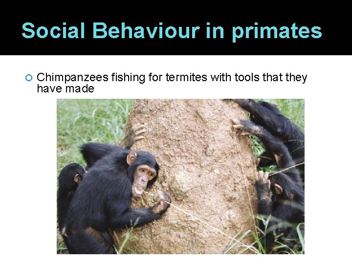Social Behaviour in primates Chimpanzees fishing for termites with tools that they have made