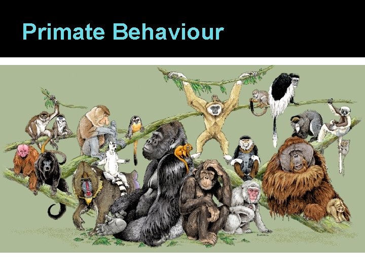 Primate Behaviour 