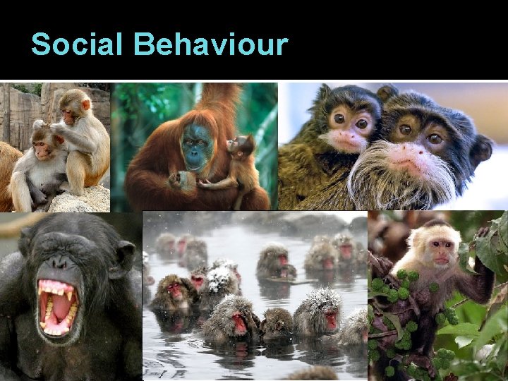 Social Behaviour 