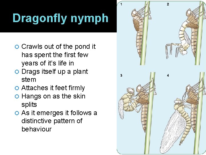 Dragonfly nymph Crawls out of the pond it has spent the first few years