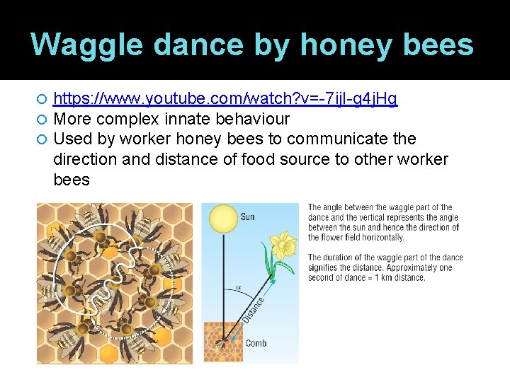 Waggle dance by honey bees https: //www. youtube. com/watch? v=-7 ij. I-g 4 j.