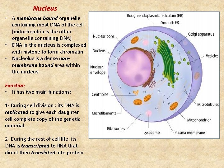 Nucleus • A membrane bound organelle containing most DNA of the cell [mitochondria is