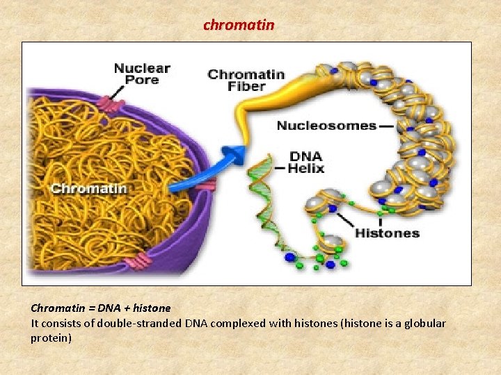 chromatin Chromatin = DNA + histone It consists of double-stranded DNA complexed with histones