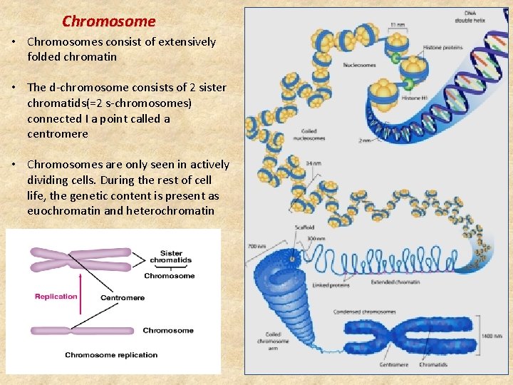 Chromosome • Chromosomes consist of extensively folded chromatin • The d-chromosome consists of 2