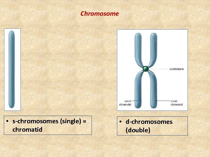 Chromosome • s-chromosomes (single) = chromatid • d-chromosomes (double) 