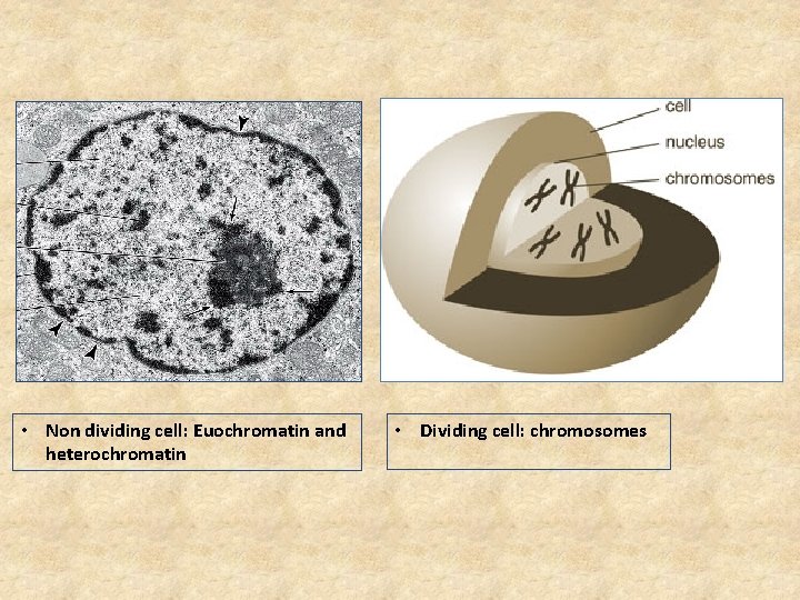  • Non dividing cell: Euochromatin and heterochromatin • Dividing cell: chromosomes 