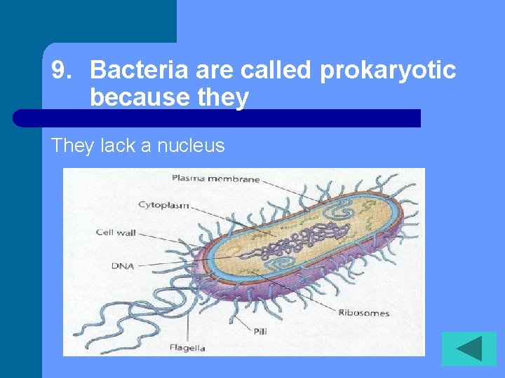 9. Bacteria are called prokaryotic because they They lack a nucleus 