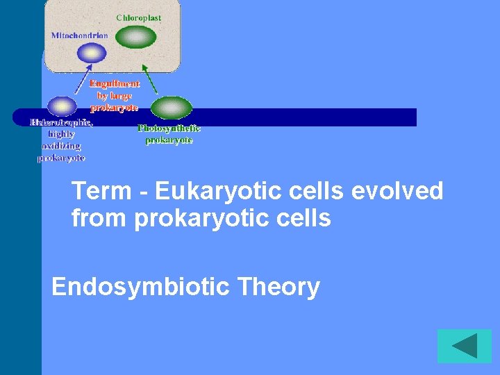 Term - Eukaryotic cells evolved from prokaryotic cells Endosymbiotic Theory 