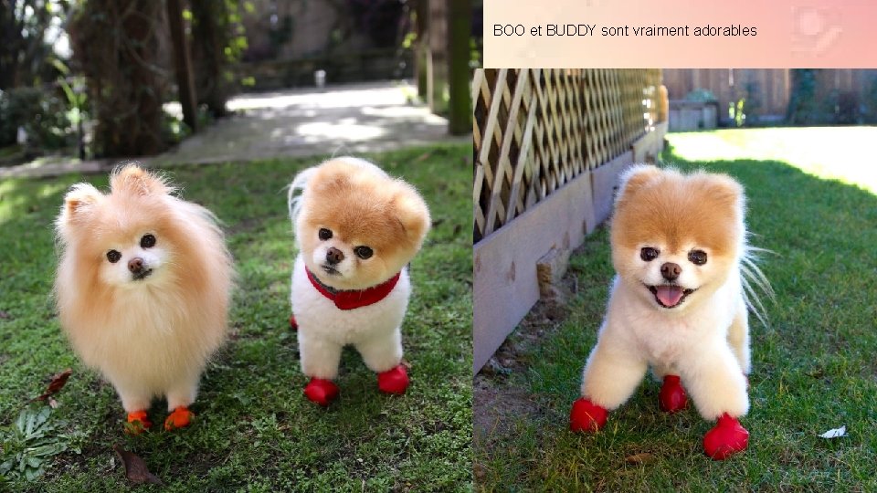 BOO et BUDDY sont vraiment adorables 