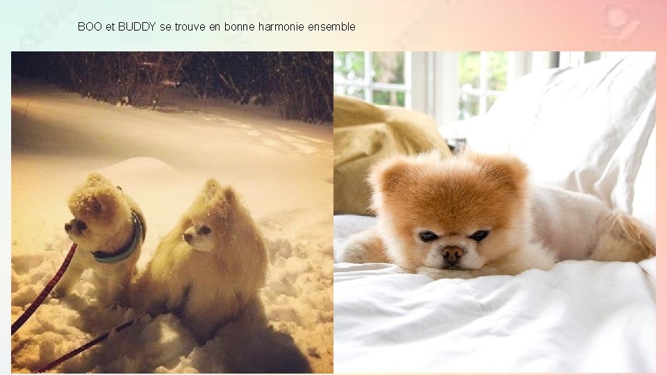 BOO et BUDDY se trouve en bonne harmonie ensemble 