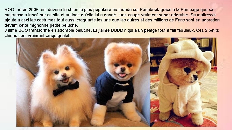 BOO, né en 2006, est devenu le chien le plus populaire au monde sur