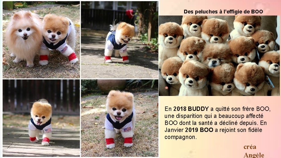 Des peluches à l’effigie de BOO En 2018 BUDDY a quitté son frère BOO,