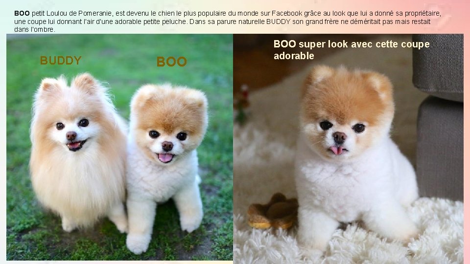 BOO petit Loulou de Pomeranie, est devenu le chien le plus populaire du monde