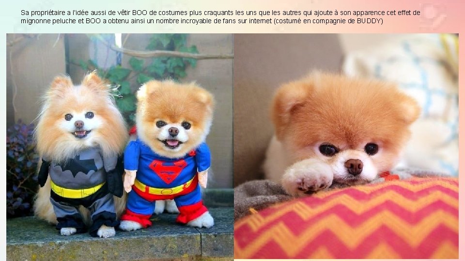 Sa propriétaire a l’idée aussi de vêtir BOO de costumes plus craquants les uns