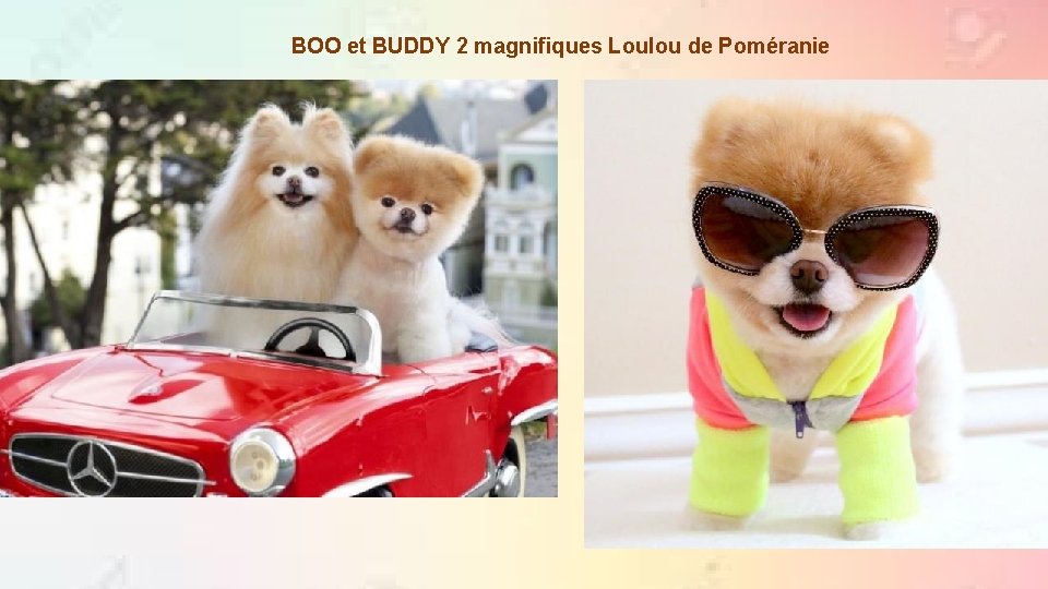 BOO et BUDDY 2 magnifiques Loulou de Poméranie 